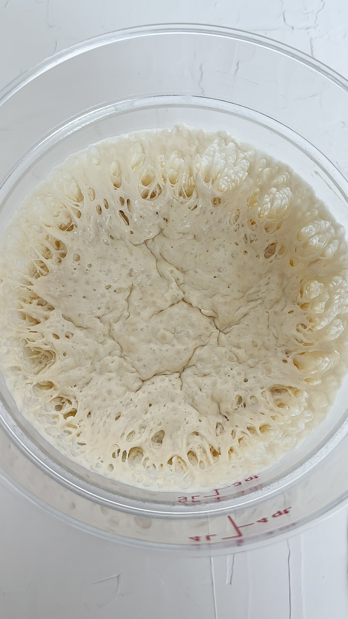 Organic Dehydrated Sourdough Starter